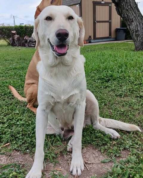 PIPER (VALLEY) - Labrador Retriever available for adoption