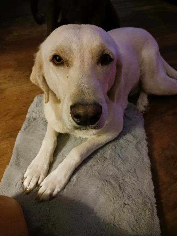 Piper (Valley) Image