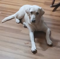 Piper (Valley) - Photo 3