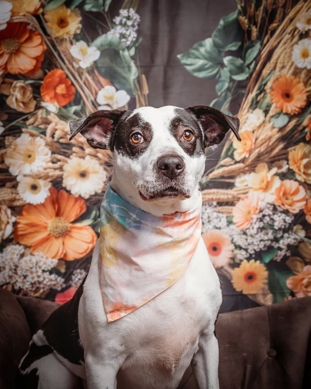 Trixie Image