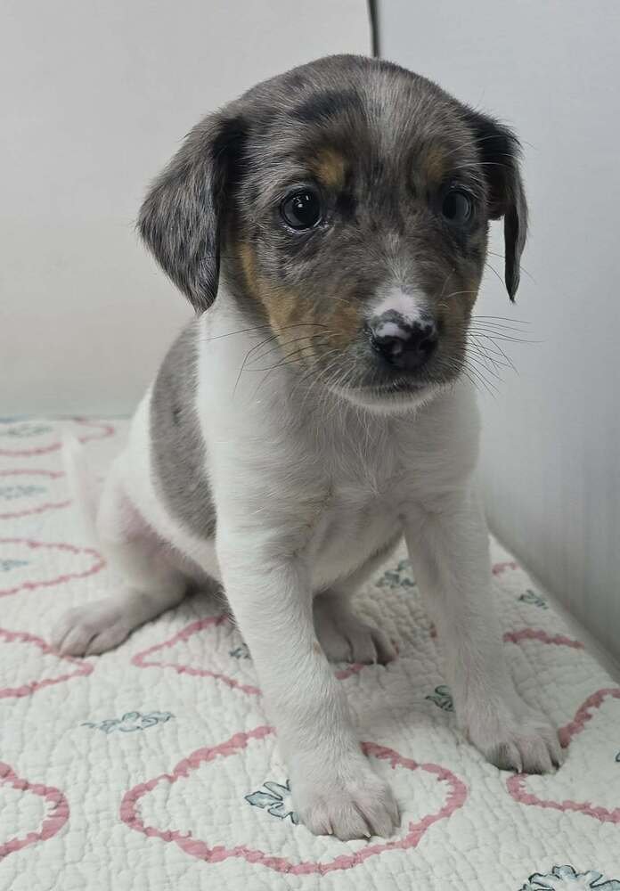 ARTIC (A-LITTER) - Australian Shepherd available for adoption