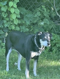 Luna the Loving - Photo 1