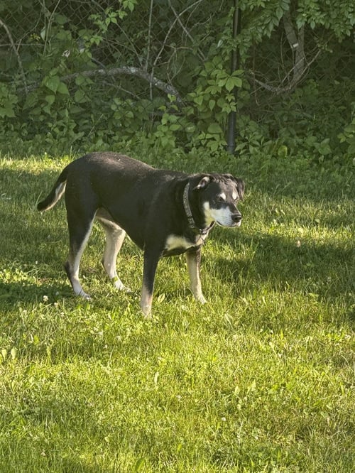 LUNA THE LOVING - German Shepherd Dog available for adoption