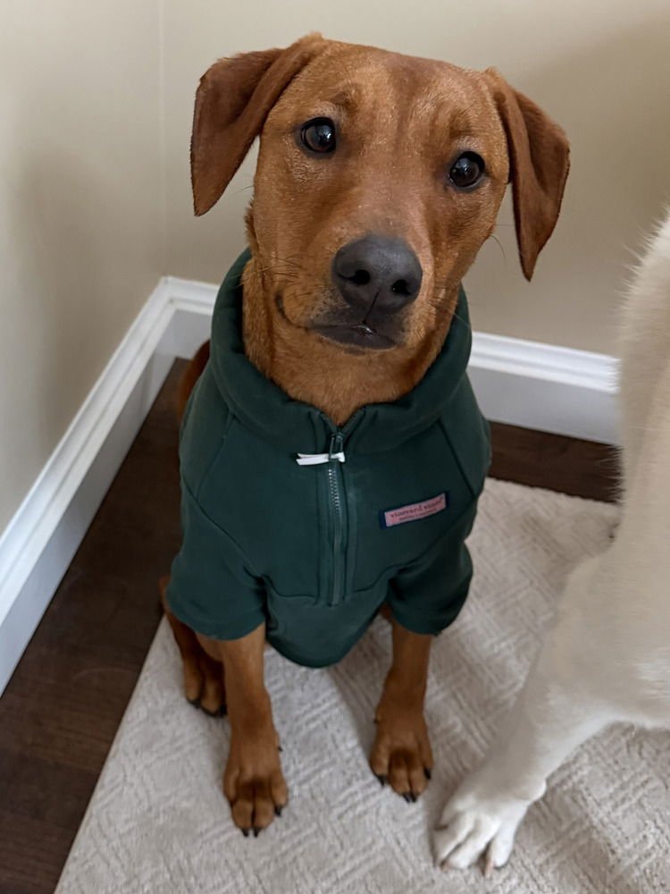 LAINEY AKA BABE - Labrador Retriever available for adoption