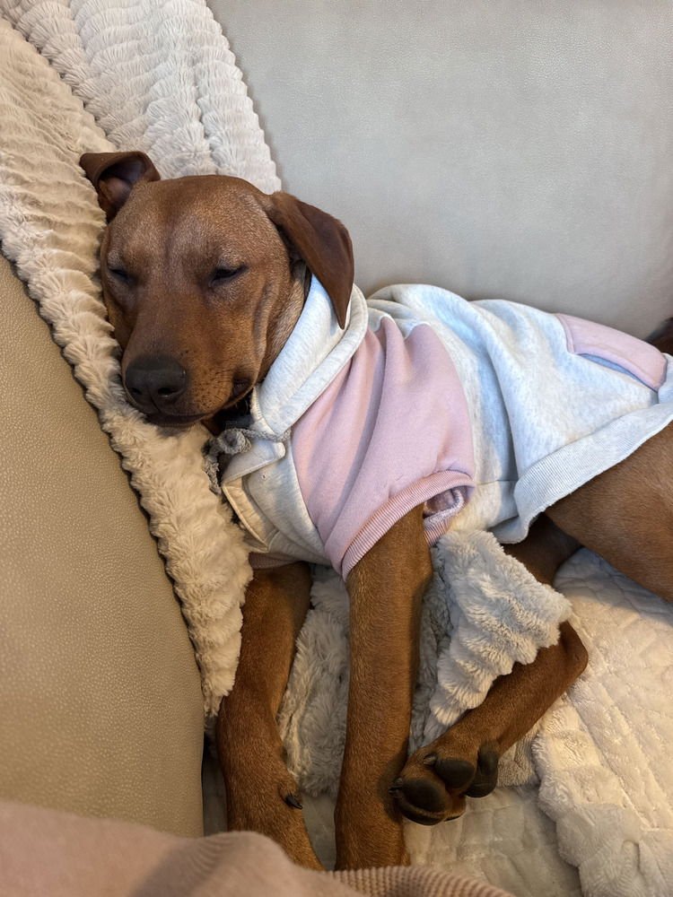 LAINEY AKA BABE - Labrador Retriever available for adoption