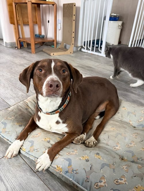 SALLY AKA SPUNKY SULLY - Pointer / Labrador Retriever available for adoption