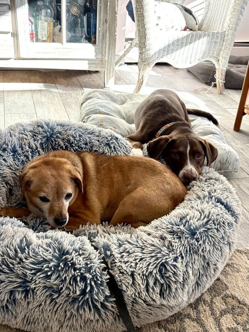 SALLY AKA SPUNKY SULLY - Pointer / Labrador Retriever available for adoption