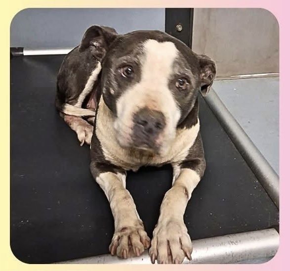 SABRINA THE SWEETHEART - American Staffordshire Terrier / American Pit Bull Terrier available for adoption