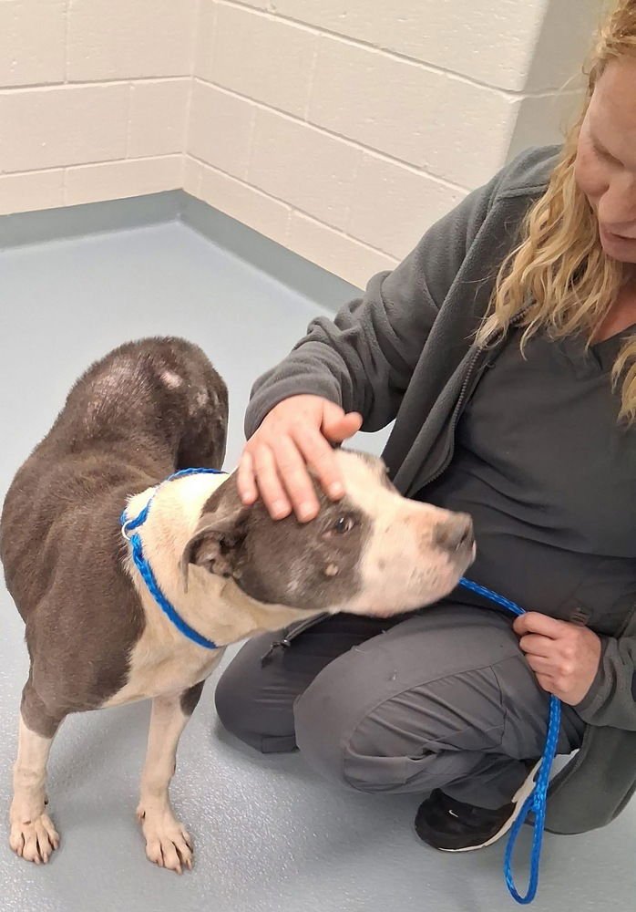 SABRINA THE SWEETHEART - American Staffordshire Terrier / American Pit Bull Terrier available for adoption