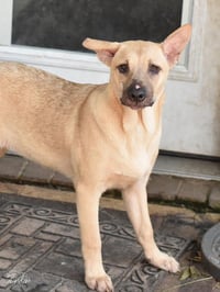 Punkin (Lone Star Litter) - Photo 2