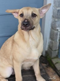 Punkin (Lone Star Litter) - Photo 3