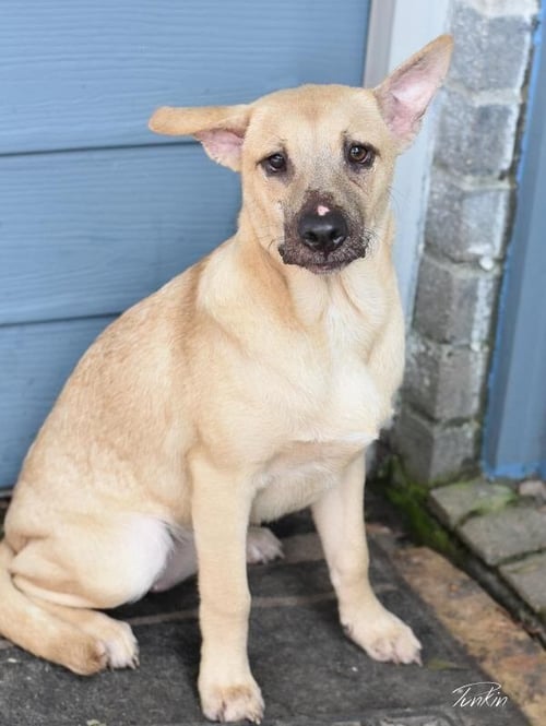 PUNKIN (LONE STAR LITTER) - Labrador Retriever / Shepherd available for adoption