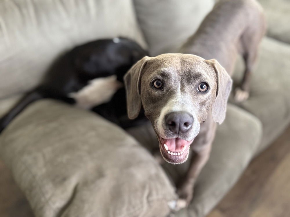 DAISY THE DELIGHTFUL - Labrador Retriever available for adoption