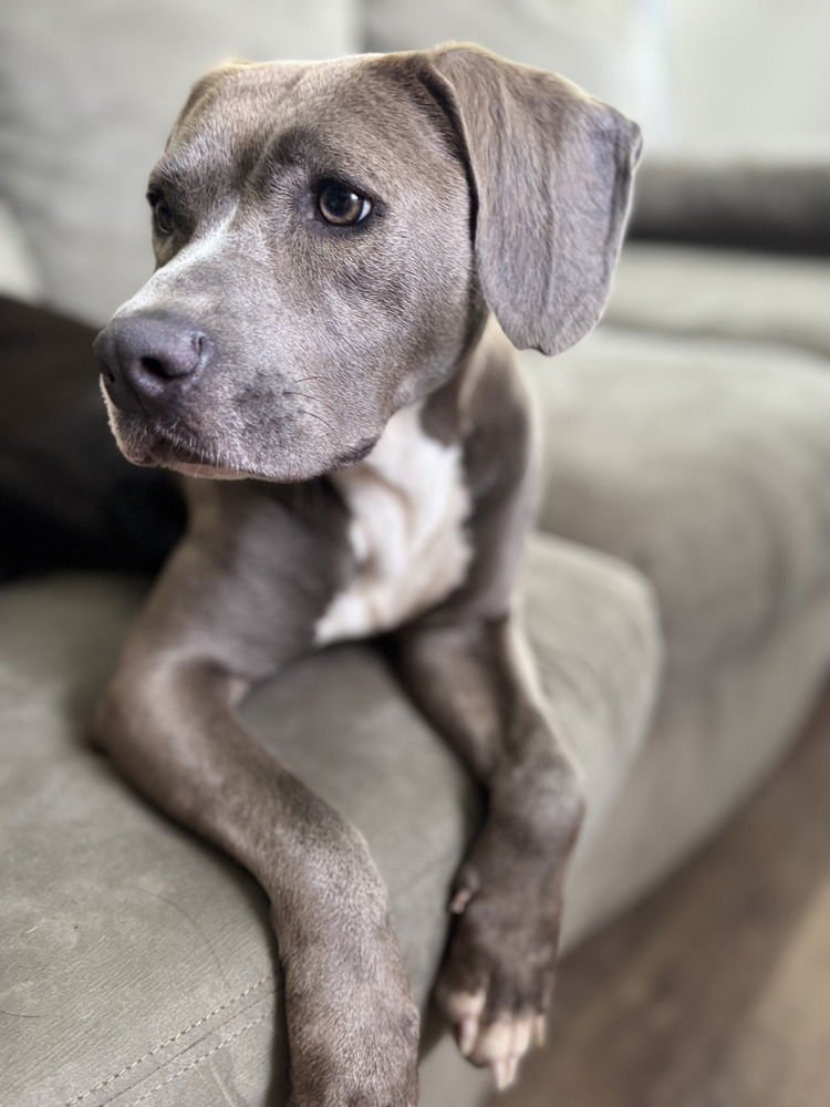 DAISY THE DELIGHTFUL - Labrador Retriever available for adoption