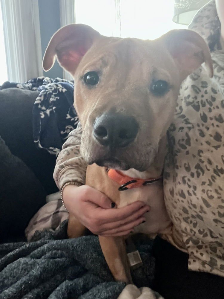 CLOVER (ACC) - American Pit Bull Terrier / Labrador Retriever available for adoption