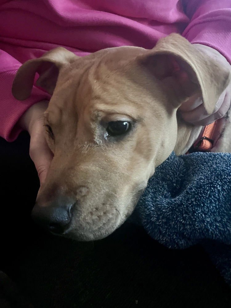 CLOVER (ACC) - American Pit Bull Terrier / Labrador Retriever available for adoption