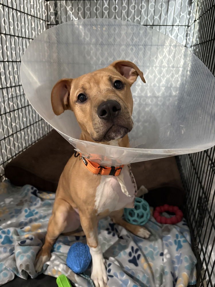 Clover (ACC) - Photo 4