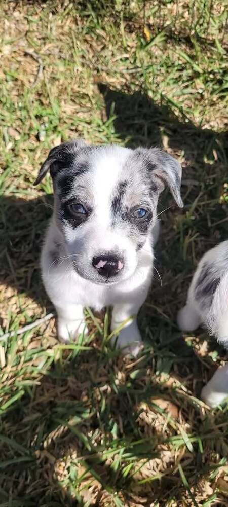 KASH (OAKLEY'S LITTER) - Border Collie available for adoption