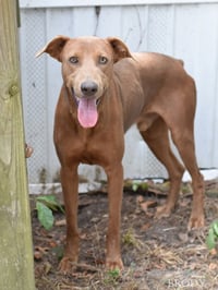 Brody - Photo 1