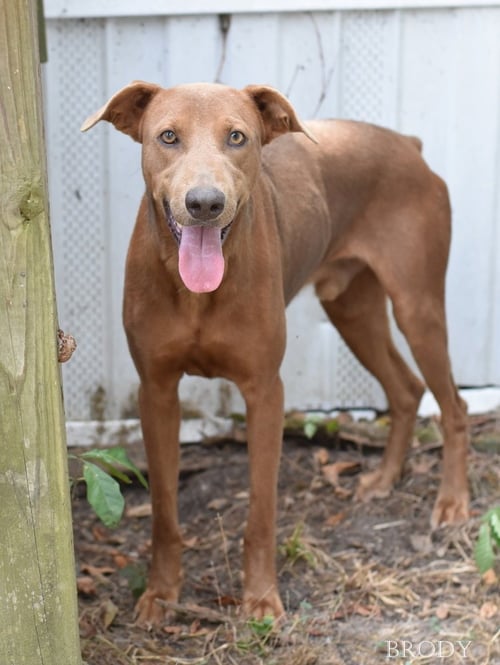 BRODY - Doberman Pinscher available for adoption