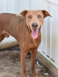 Brody - Photo 3