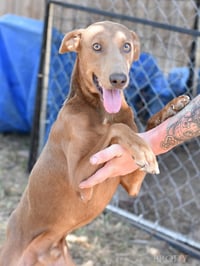 Brody - Photo 2