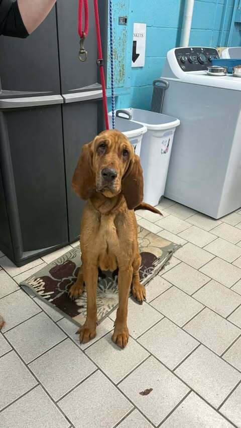 AGNES - Bloodhound available for adoption