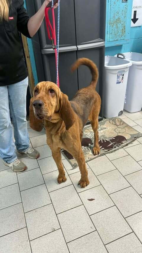 AGNES - Bloodhound available for adoption