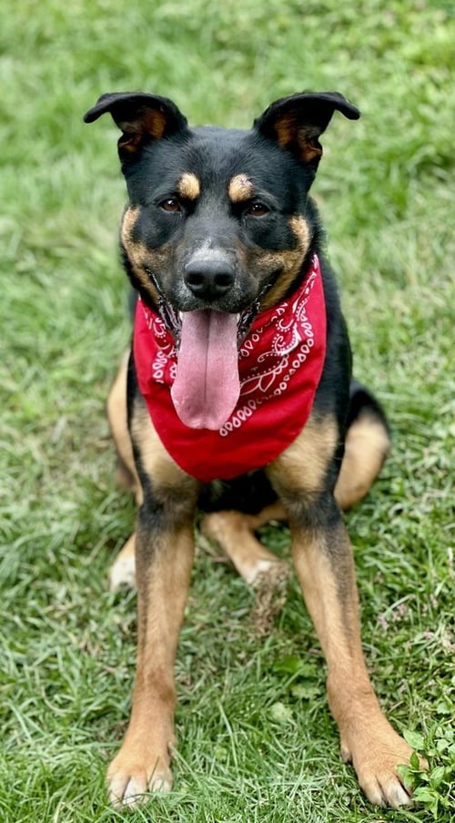 CLEO - Shepherd / American Staffordshire Terrier available for adoption