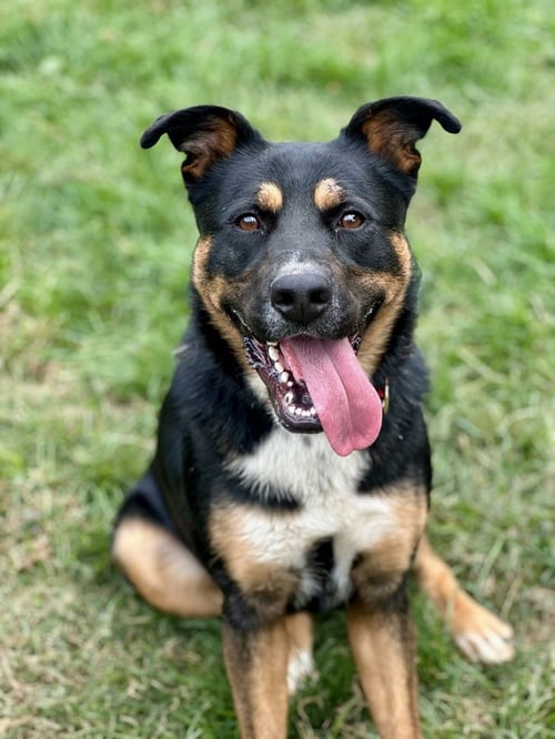 CLEO - Shepherd / American Staffordshire Terrier available for adoption
