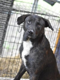 Alfie (Trinity) - Photo 4