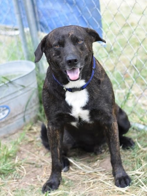 ALFIE (TRINITY) - Labrador Retriever / Plott Hound available for adoption