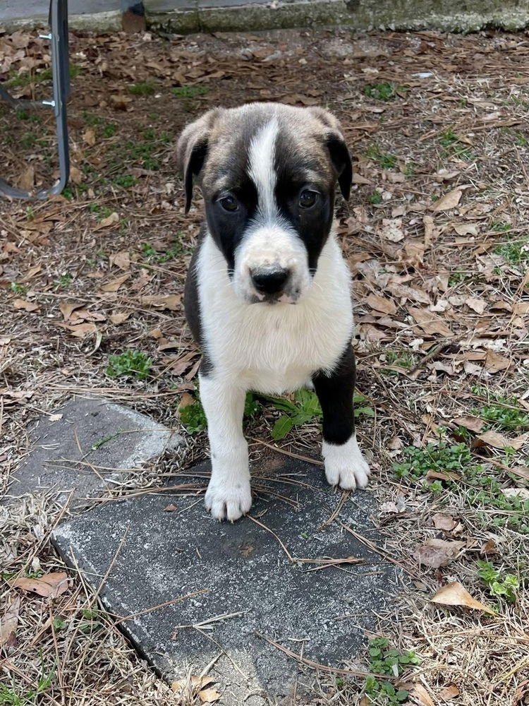 TUPELO (HONEYBEE LITTER) - Labrador Retriever / Terrier available for adoption