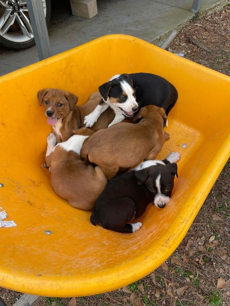 TUPELO (HONEYBEE LITTER) - Labrador Retriever / Terrier available for adoption