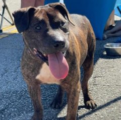 ROLEX - American Pit Bull Terrier / Labrador Retriever available for adoption