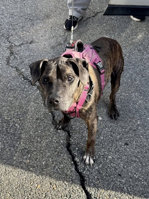 ROLEX - American Pit Bull Terrier / Labrador Retriever available for adoption
