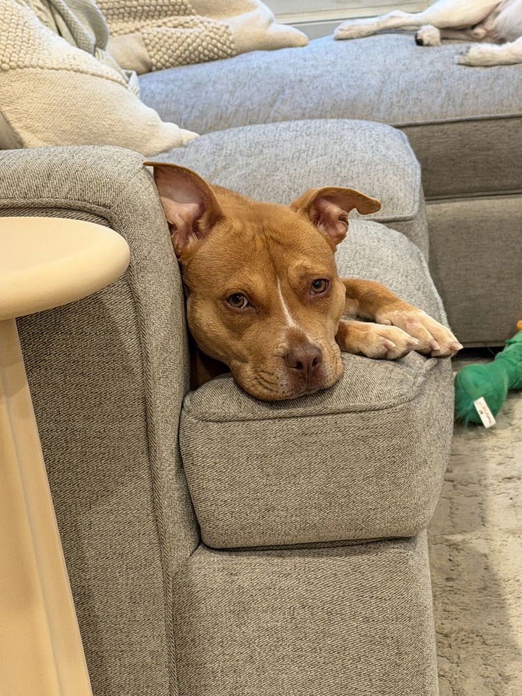 PALOMA - Pit Bull Terrier available for adoption