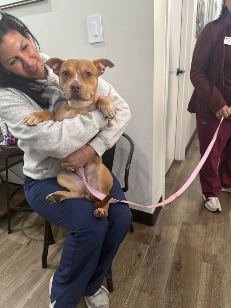 PALOMA - Pit Bull Terrier available for adoption