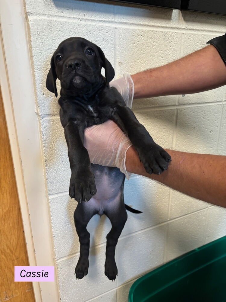 CASSIE (THE PITT LITTER) - Weimaraner / Boxer available for adoption