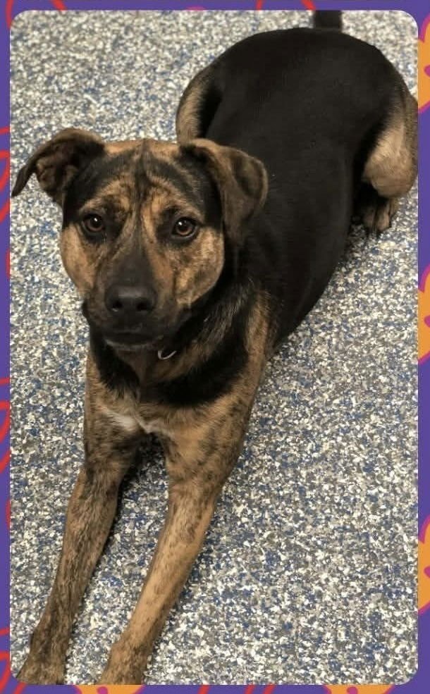 BOOTSIE THE BEAUTIFUL - American Staffordshire Terrier / Labrador Retriever available for adoption