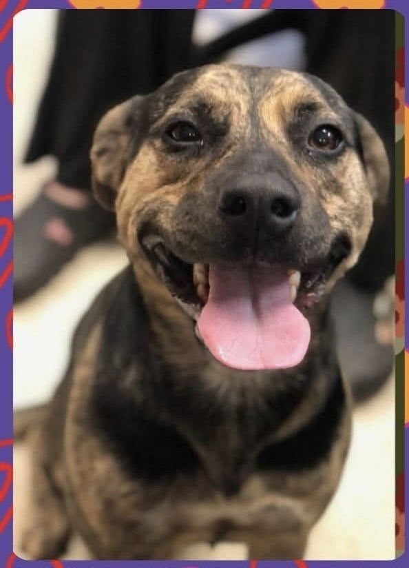 BOOTSIE THE BEAUTIFUL - American Staffordshire Terrier / Labrador Retriever available for adoption