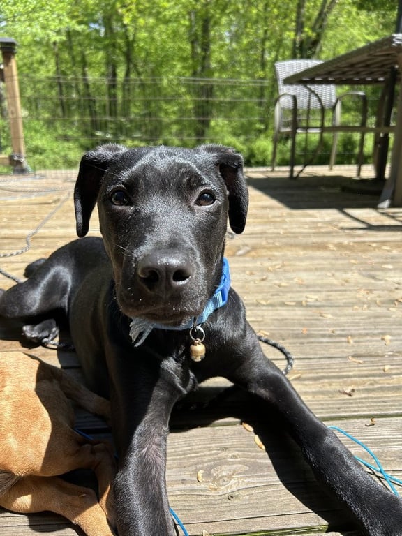 AC - Frankie aka Parmesan (Blondie's Litter) Image