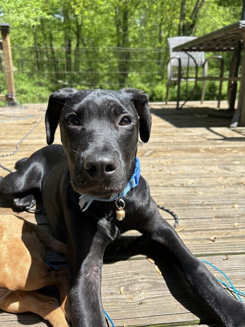 AC - FRANKIE AKA PARMESAN (BLONDIE'S LITTER) - Labrador Retriever / Pit Bull Terrier available for adoption