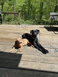 AC - Frankie aka Parmesan (Blondie's Litter) - Photo 3