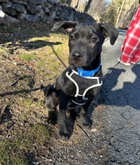 AC - Frankie aka Parmesan (Blondie's Litter) - Photo 4