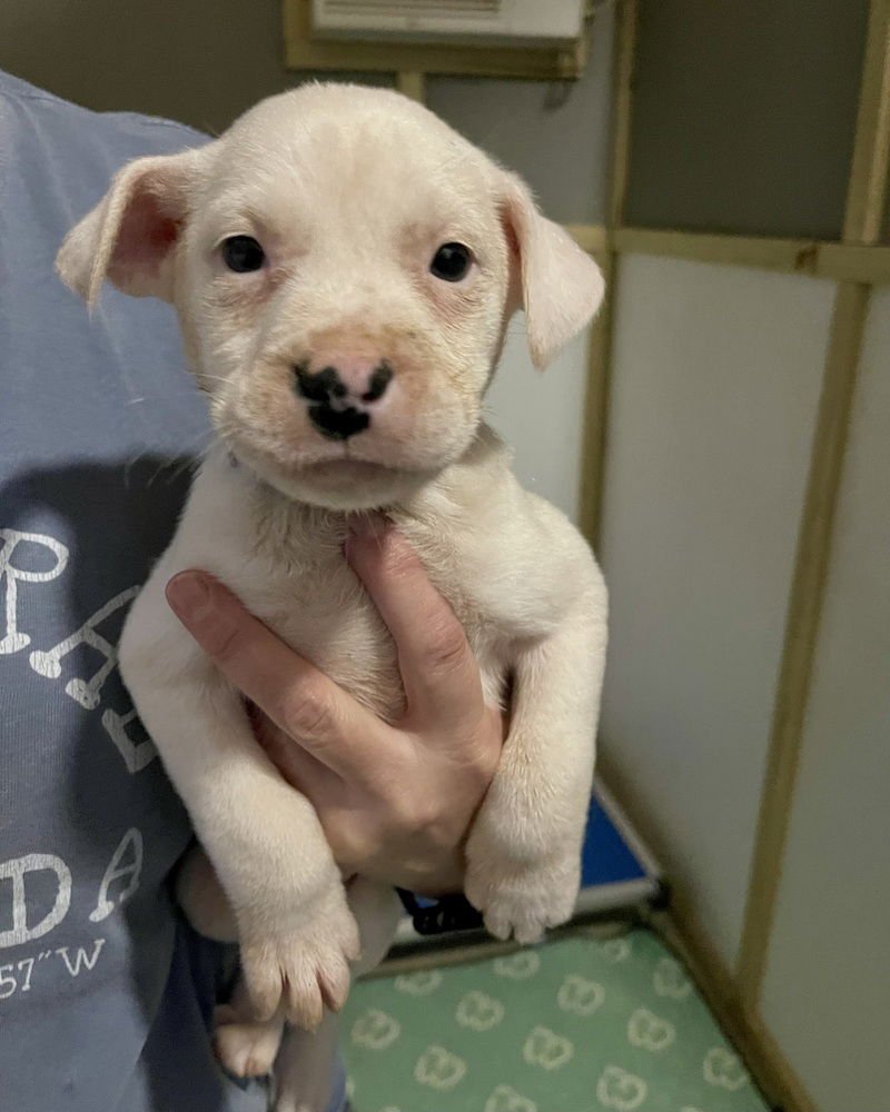 SNOW (FREEZE LITTER) - Staffordshire Bull Terrier / American Staffordshire Terrier available for adoption