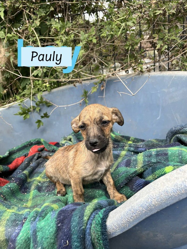 PAULY (PAIGE'S LITTER) - Chihuahua / Shih Tzu available for adoption