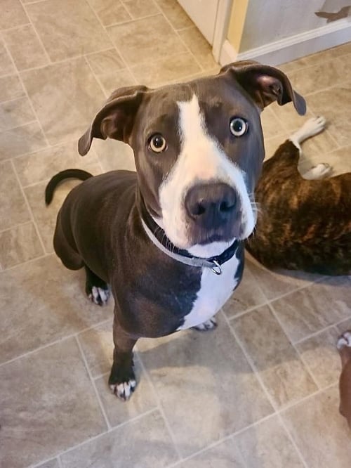 SCARLETT (COUNTRY SIBLINGS) - Pit Bull Terrier / Labrador Retriever available for adoption
