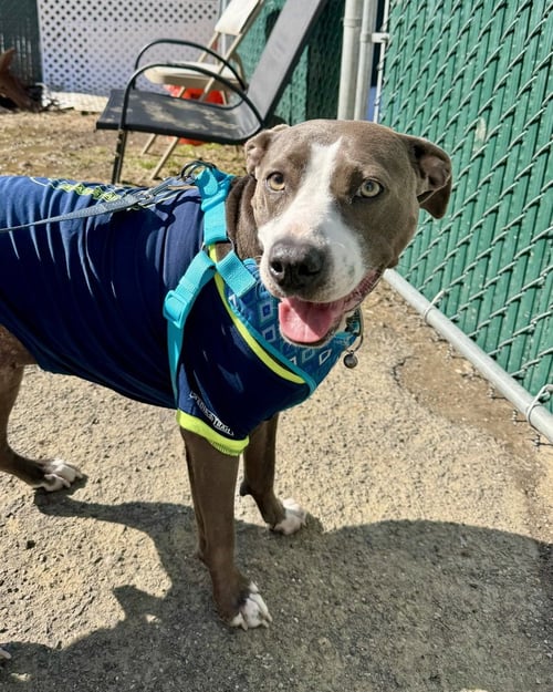 SCARLETT (COUNTRY SIBLINGS) - Pit Bull Terrier / Labrador Retriever available for adoption