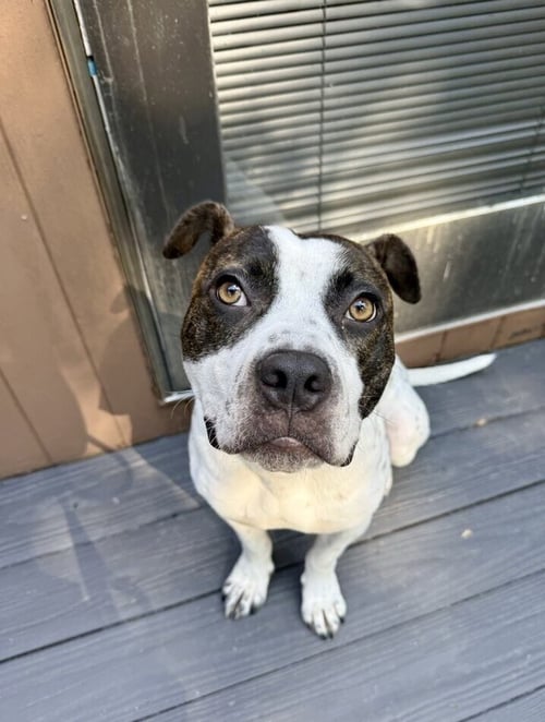 LARK - Staffordshire Bull Terrier available for adoption